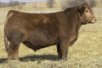 OVER Game Day 443G ET