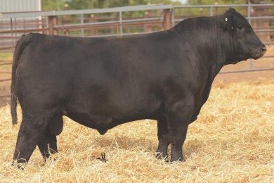 T Bar S Casino 115G ET