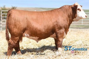 BG LCC 11B Perfecto 84F