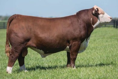 Boyd Power Surge 9024