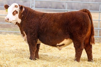 Churchill Laredo 3146L ET