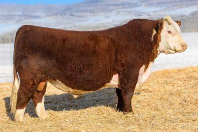 Churchill Red Thunder 133J ET