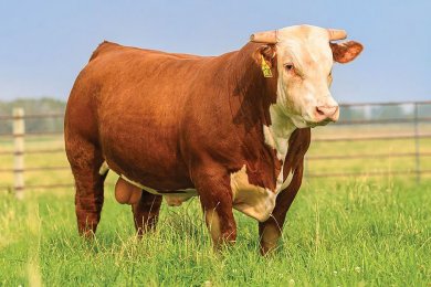 Churchill Roughneck 0280H ET