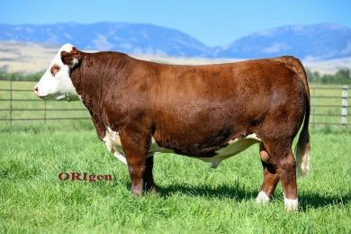 Churchill Smokey 3128L ET