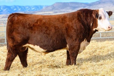 Churchill W4 Sherman 2157K ET