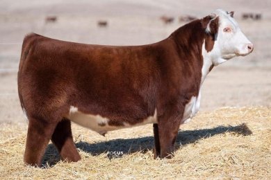 ECR Copper Candi 1333ET