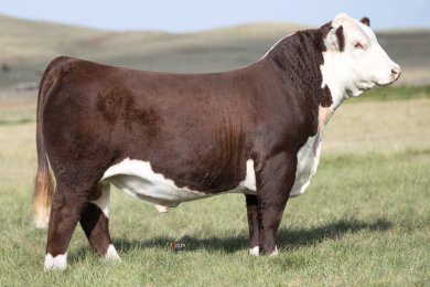 ECR HDF Travis 3503 ET