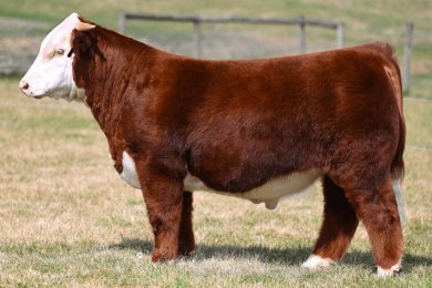 GGSC Checkmark 14L ET