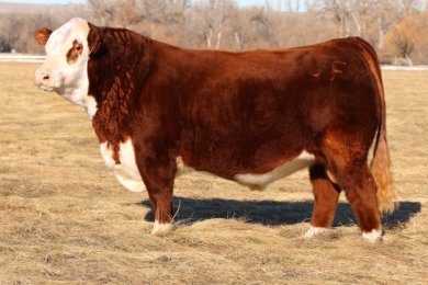 NJW 133A 6589 Manifest 87G ET