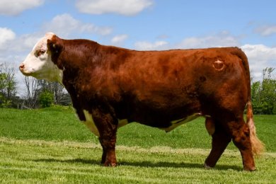 SHF Haviland F158 H028