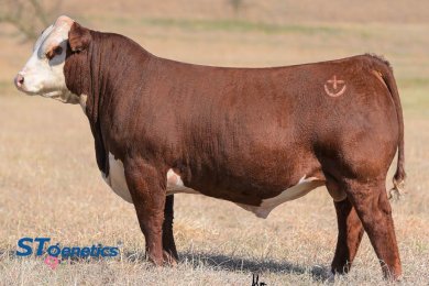 SHF Houston D287 H086