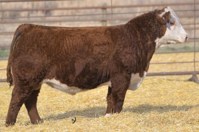 TH 523F 738C Sleep On 163H