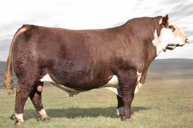 TH 529B 145Y Explorer 44D