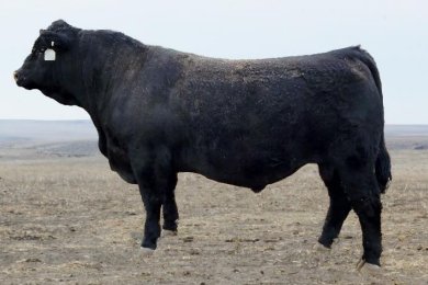 GGT P BK Sterling 161D