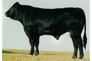 WMM Polled Eclipse 100Z