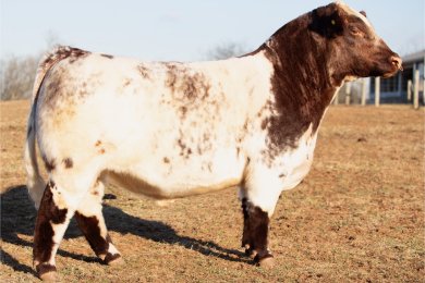 CCFarm Knight Vision