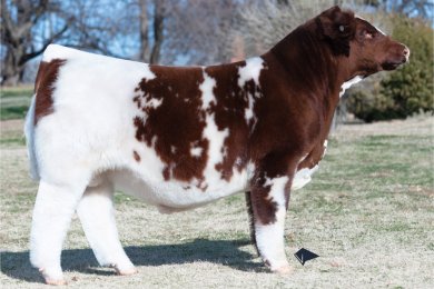 CSF KSS Trademark 1872