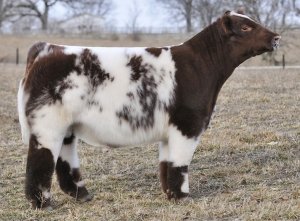 Fair Red, White &AMP; Roan