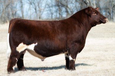 Ferree Fitz AFLS Renegade 2377 ET