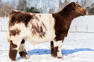 FSF/4R Picture This P42 ET