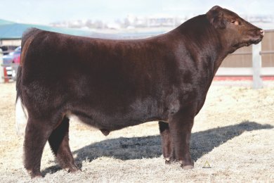 Little Cedar Worldwide 1979 ET