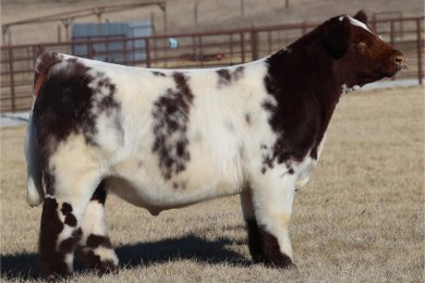 S/T Perfect Timing 4091M