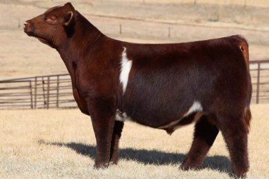 SULL Accountability 1319J ET