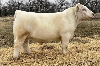 Wise's White Buffalo 201