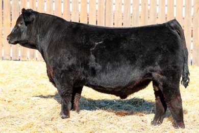 Bridle Bit Blackout K249