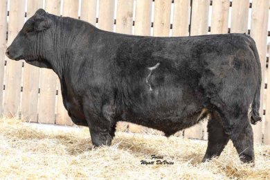 Bridle Bit Resource G9117