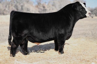 Conley S/S Creed K138