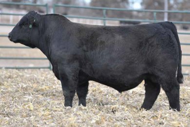 EGL CCR Rawhide 137J