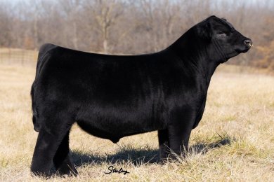 EVCS TBG Samurai 861L