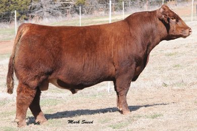 GCC Red Rider 132Y