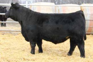 JC MR Five Star 532G