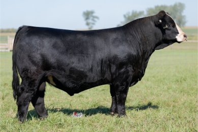 JSUL Proud Papa 4759M