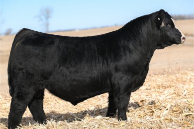 JWC Western Feel 354M