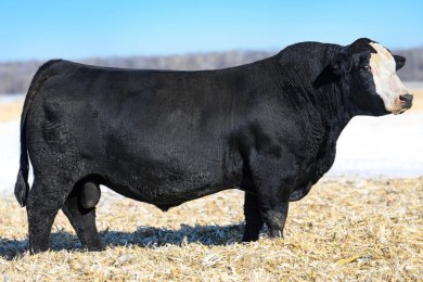 KBHR Revolution H071