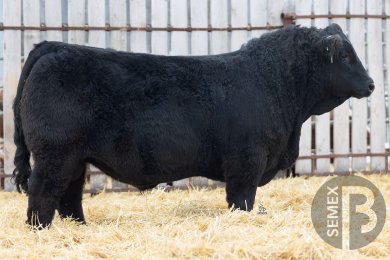 MCR MR. Limitless 13H 25L