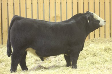 SAS Shootin the Moon j221