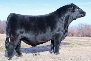 TJSC Coping with Destiny 9K