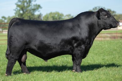 WHF Point Proven H45