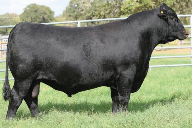 Brent Turner Black Angus