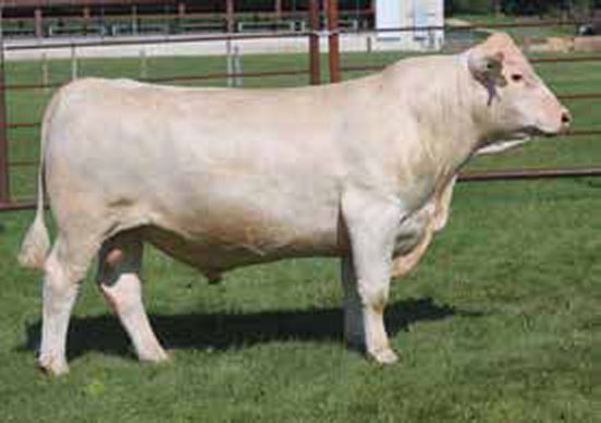 BJR Drover
